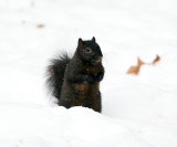 black Eastern Gray Squirrel - Sciurus carolinensis (melanistic)