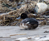 Greater Scaup - Aythya marila