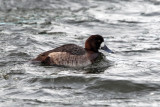 Greater Scaup - Aythya marila