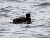Surf Scoter - Melanitta perspicillata