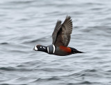 Harlequin Duck - Histrionicus histrionicus