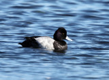 Greater Scaup - Aythya marila