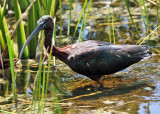 Glossy Ibis - Plegadis falcinellus