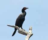 Double-crested Cormorant - Phalacrocorax auritus