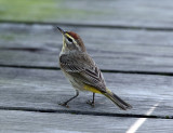 Palm Warbler - Setophaga palmarum