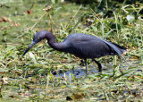 Little Blue Heron - Egretta caerulea