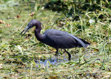 Little Blue Heron - Egretta caerulea