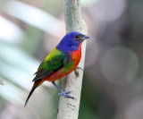 Painted Bunting - Passerina ciris