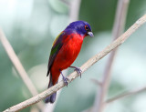Painted Bunting - Passerina ciris