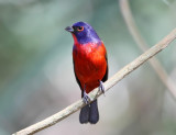Painted Bunting - Passerina ciris