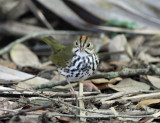 Ovenbird - Seiurus aurocapilla