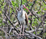 White Ibis - Eudocimus albus (immature)