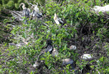 Anhinga - Anhinga anhinga (nests with chicks)