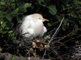 Cattle Egret - Bubulcus ibis (on nest)