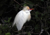 Cattle Egret - Bubulcus ibis