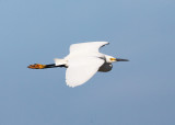 Snowy Egret - Egretta thula