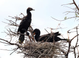 Double-crested Cormorant & Neotropic Cormorant (mated pair with chick in nest)