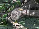 Green Heron - Butorides virescens (baby)