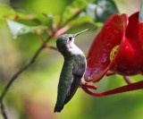 Ruby-throated Hummingbird - Archilochus colubris