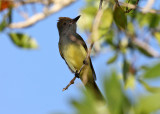 Great-crested Flycatcher - Myiarchus crinitus
