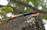 Red-headed Agama - Agama agama
