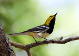 Black-throated Green Warbler - Setophaga virens