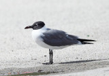Laughing Gull - Leucophaeus atricilla