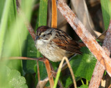 Swamp Sparrow - Melospiza georgiana