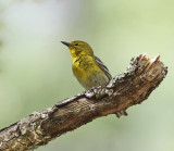 Pine Warbler - Setophaga pinus