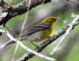 Pine Warbler - Setophaga pinus