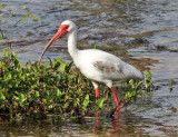 White Ibis - Eudocimus albus