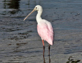 Roseate Spoonbill - Platalea ajaja