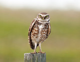 Burrowing Owl - Athene cunicularia