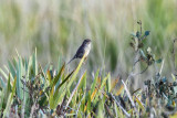 Bachman's Sparrow - Aimophila aestivalis