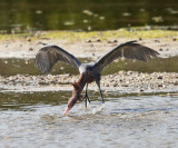 Reddish Egret - Egretta rufescens