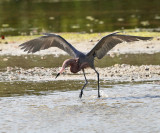 Reddish Egret - Egretta rufescens