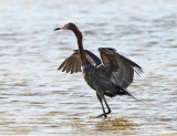 Reddish Egret - Egretta rufescens