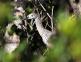 Yellow-crowned Night-Heron - Nyctanassa violacea (immature)