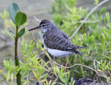 Spotted Sandpiper - Actitis macularius