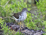 Spotted Sandpiper - Actitis macularius