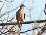 Mourning Dove - Zenaida macroura