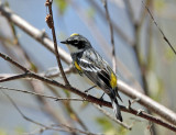 Yellow-rumped Warbler - Setophaga coronata