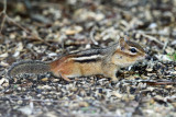 Eastern Chipmunk - Tamias striatus
