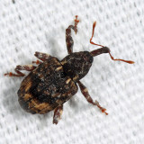 Conotrachelus schoofi