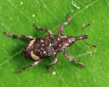 Pissodes affinis