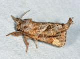 7898 – Striped Chocolate-tip Moth – Clostera strigosa