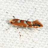 0808 - Cameraria australisella