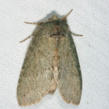 7994 – Saddled Prominent Moth – Heterocampa guttivitta