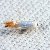 0733 – Phyllonorycter argentifimbriella