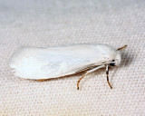 0200.1 – Bogus Yucca Moth – Prodoxus decipiens
